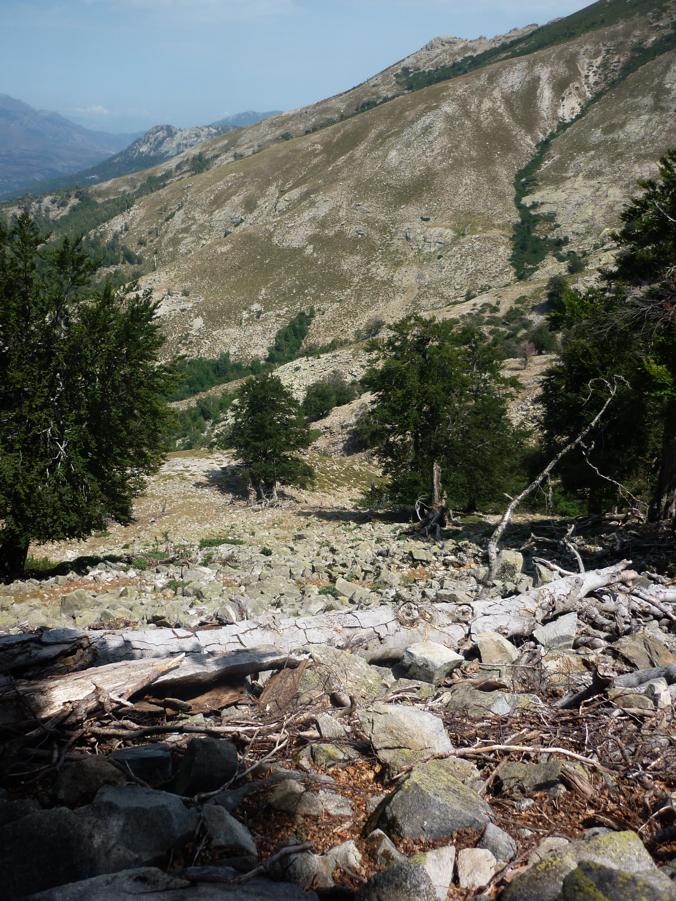 Rettili della Corsica